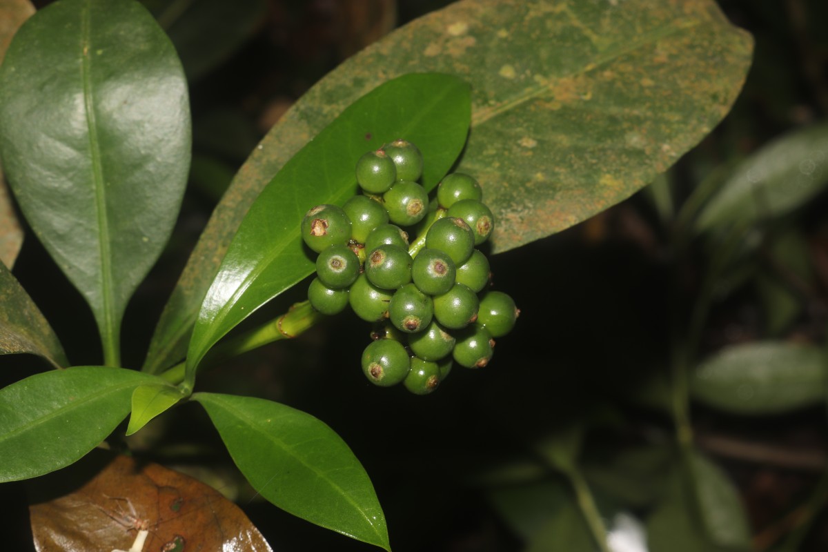 Psychotria nigra var. nigra